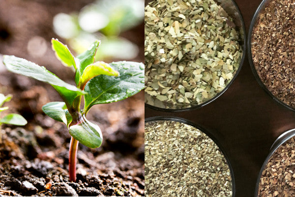 Production du maté : Comment est produit le maté ?
