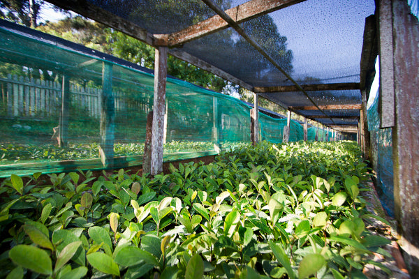 maté bio goût unique